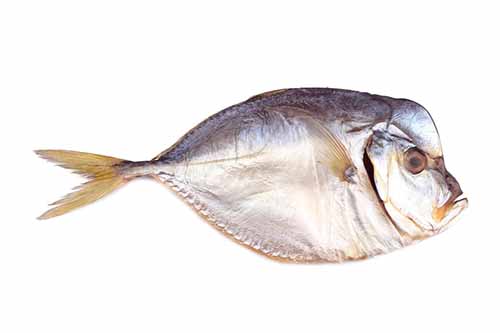 Вомер свежемороженый размер 200-300 гр 10 кг в Воронеже. Картинка